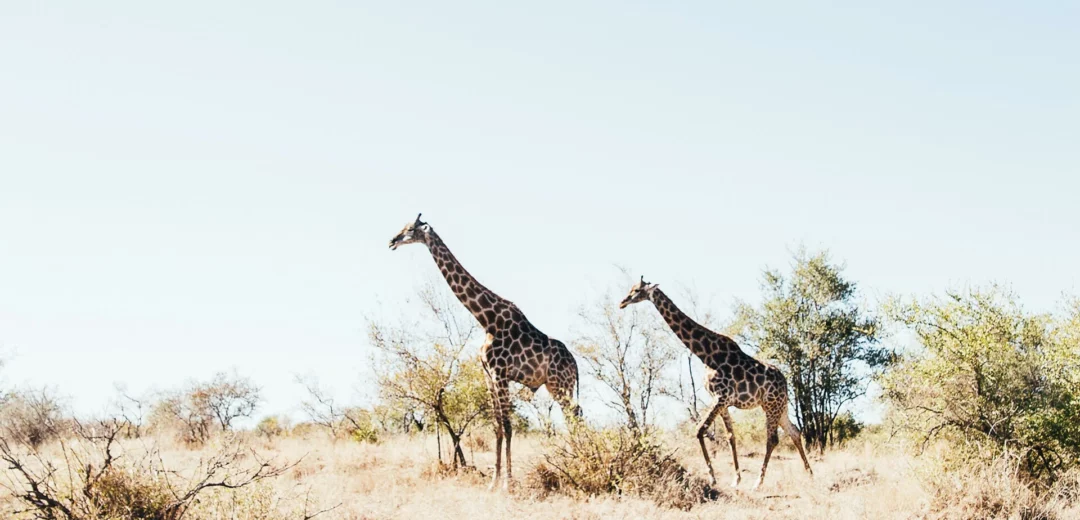 rocky valley safari