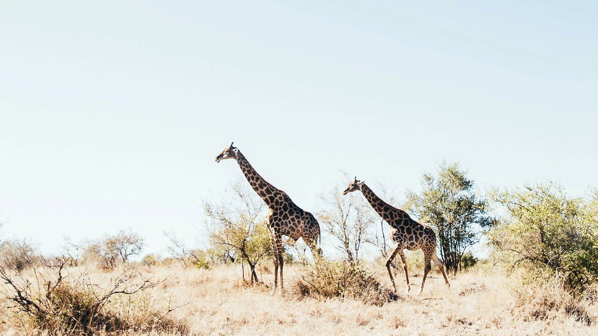 rocky valley safari